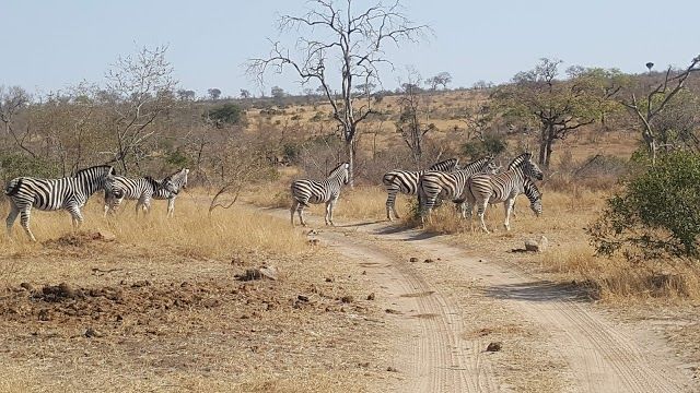 Mjejane Private Game Reserve